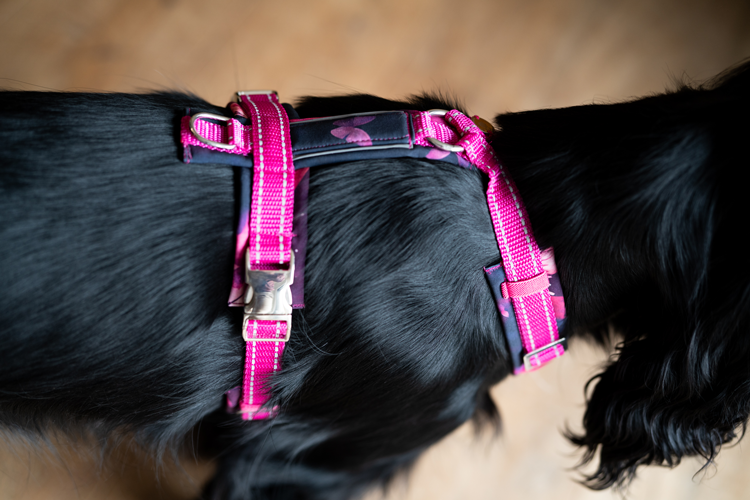Reflektierende Leinen & Halsbänder